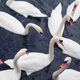Illustration for article titled Why dont we eat swans?